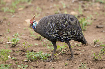 Pintade de Numidie,.Numida meleagris , Helmeted Guineafowl