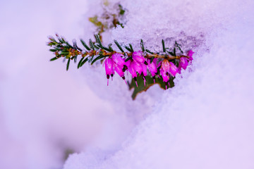 A beautiful flower grows on the soil covered with ice of snowfall in the wild nature during winter before spring season in France, Europe. The image taken with shallow depth of field by macro lenses.