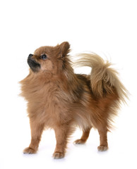Obraz premium pomeranian in studio