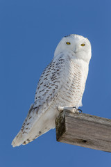 Snowy Owl Looking at Camera