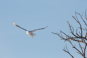 Snowy Owl Flying While Hunting