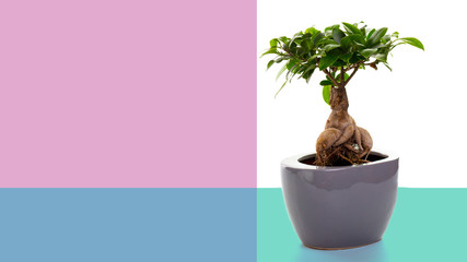small bonsai tree on a beautiful ceramic pot on a turquoise-pink background, with space for text.