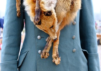 dead fox as a scarf over a coat