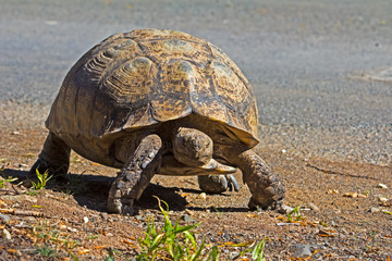Leopard tortoise walking next to road