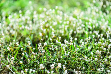 Fototapeta premium White flower grass.