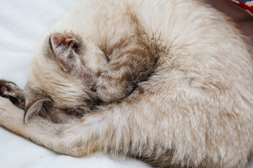 A blonde siamese cat sleeping curled up on a bed.