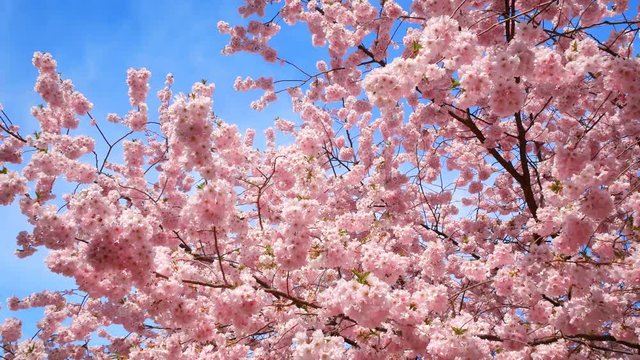 Kirschblüte vor blauem Himmel
