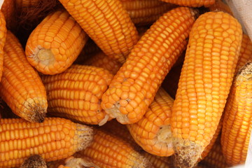 freshly harvested corn