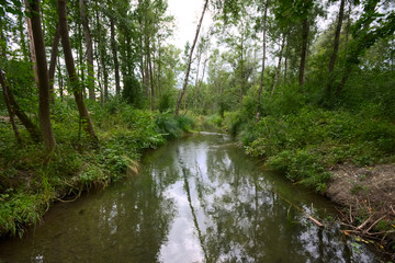 Kleiner Bach im Wald