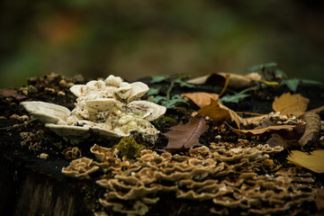 Im Wald