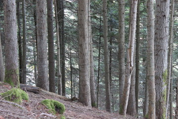 Fototapeta premium Bois