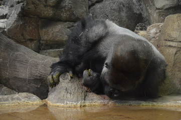 Gorilla drinking water