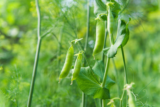 pods green peas growing
