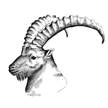 Illustration of a Capricorn head, Hand drawn with Black on white Surface 