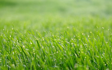 soczysta zielona trawa