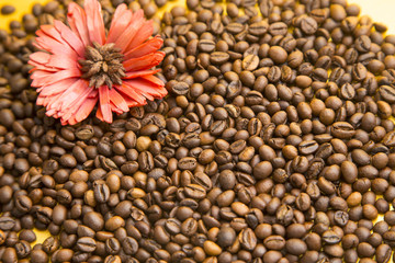 I love coffee concept. Coffee beans and red flower on yellow background. Copyspace and closeup