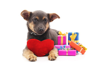 Puppy with gifts and toy heart.