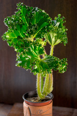 Begonia lettuce leaf on dark wooden background.