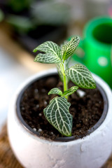 Green fittonia house plant in a white flower pot.