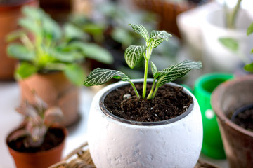 Green fittonia house plant in a white flower pot.