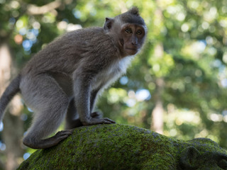 Bali Monkey6
