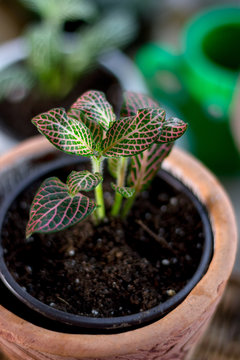 Fittonia home plant in a clay pot