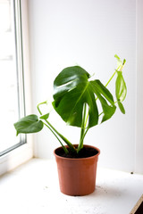 Monstera green potted plant in a house window.
