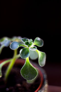 Nice Aichryson house plant in a pot over the black background.