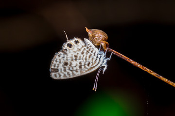 Beautiful Common Zebra Blue butterfly (Leptotes pirithous) sitting on a dried flower, Madagascar