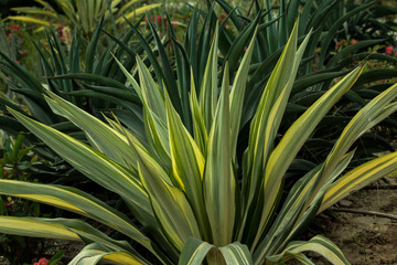 Natural and beautiful green leaves in sunlight.