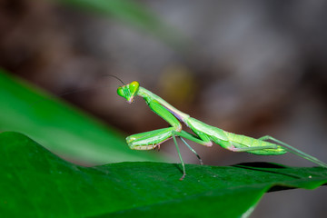 Search Photos Mantis Religiosa