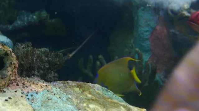 A Queen Angelfish swims gracefully around next to other fish in a coral reef along the seafloor