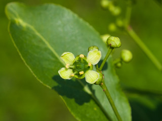 Small flower and buds on European or Common Spindle Tree, Euonymus Europaeus, macro, selective focus, shallow DOF