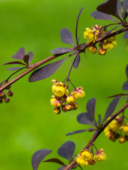 Berberis thunbergii, Japanese Barberry, flower clusters, buds and red leaves macro, selective focus, shallow DOF