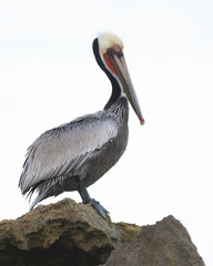 California race of Brown Pelican  perched on a rock off a Florida beach