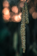 Glowing Bokeh Behind Peaceful Catkin 