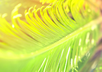 Palm leaves close up, sunny day. The sun on the green leaves of the palm. Nature background, pattern. Vegetal organic texture.