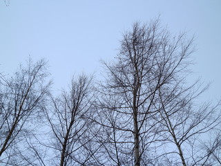 treetops against the winter sky