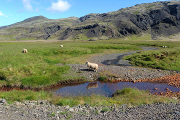 Islandia - owca nad rzeką w górskiej dolinie