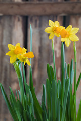 Spring yellow narcissus od daffodil over the wooden background with a copy space. Easter postcard concept.