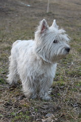 West highland white terrier dog