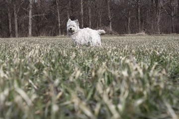 West highland white terrier dog