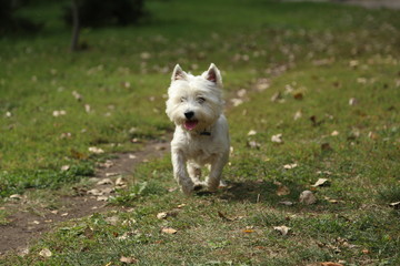 West highland white terrier dog