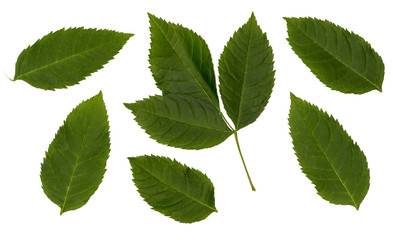 Naklejka na ściany i meble Sambucus racemose. Set with separate leaves. Leaves isolated on a white background.
