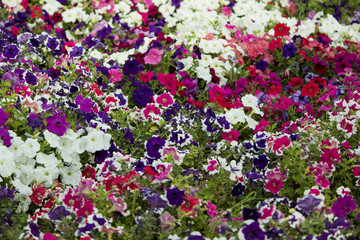 Beautiful bunch of colorful flowers in a garden with a beautiful view.