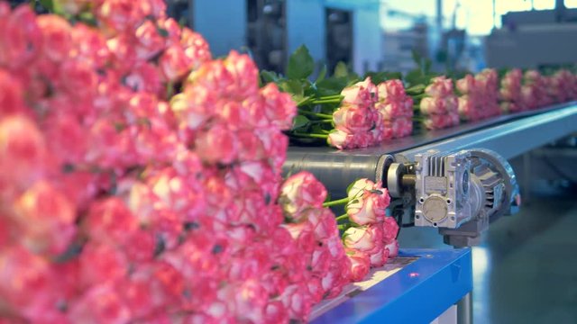 A flower factory with a pile of fresh roses slowly loaded and transported on a conveyor. 4K.