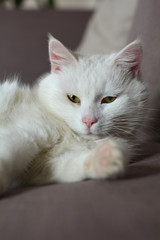 white cat sleeps on sofa