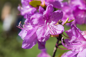 Obraz premium Pink flowers of rhododendron