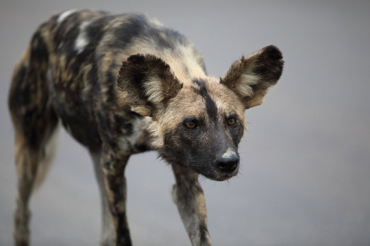 Portrait of free roaming african wild dog Lycaon
