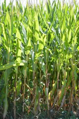 Obraz premium Corn on the Cob, Corn Stalks, Close Up, with Sunlight Peeking Through; American Agriculture Icon